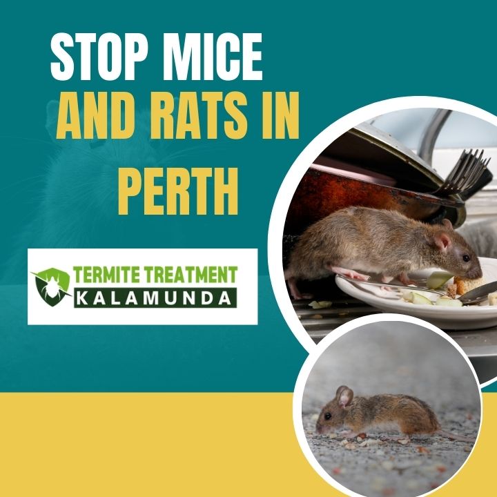 How to Get Rid of Mice and Rats From Your Home in Perth