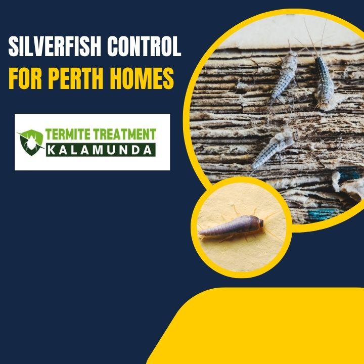 Silverfish in Perth Homes: What You Need to Know
