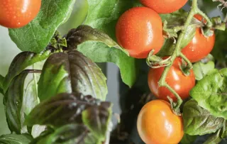 Welche Pflanzen können mit einem Smart Indoor Garden angebaut werden?