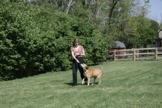 12 Subtle Signs Your Senior Pet Might Be in Pain