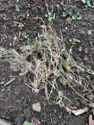 Tucking in the Garden