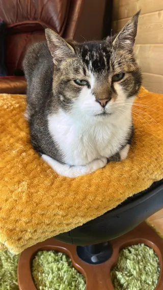 Lessons from the Cats: Rest, Play, and Purpose