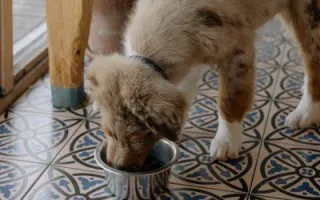 FORMER HIGHER EDUCATION DEAN PURSUES HER PASSION AND BECOMES A CERTIFIED RAW DOG FOOD NUTRITION SPECIALIST