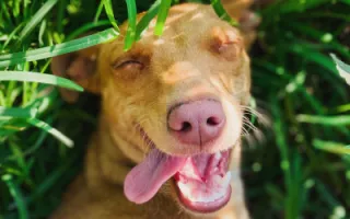 Keeping Your Pets Healthy and Happy
