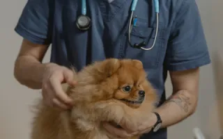 The Lapses of the Veterinary Medical Industry