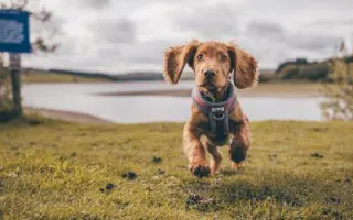 Feeding Your Dog with Actual Food is Essential for Them to Live