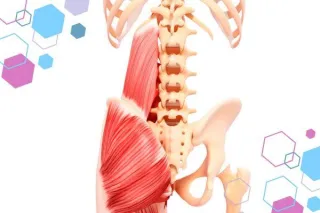 Release the Quadratus Lumborum (QL) Muscles for a More Comfortable Pregnancy and Birth