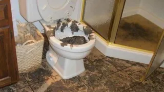 Clogged Sewer Line Bakersfield | Fast Clear-Out – A3 Plumbing
