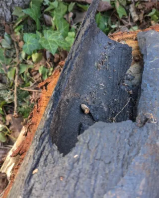 Do You Still Have Orangeburg Pipe? | Sewer Inspections in Bakersfield