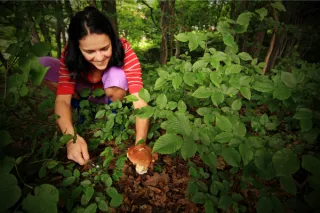 Bolu dağı mantar toplama etkinliği 