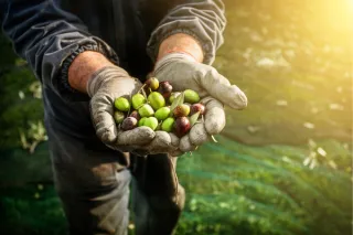 Zeytin Yetiştiriciliği Türkiye’nin Önemli Tarımsal Mirası 