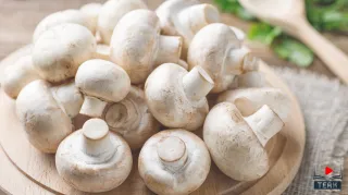 🍄 Balkonda Kültür Mantarı Yetiştirme Rehberi: Adım Adım Evde Doğal Üretim