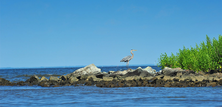 Weekend Road Trips from Fort Washington: Chesapeake Bay, Solomons Island, and Maryland Beaches — DMH Enterprise, Fort Washington, MD 🚗🌊