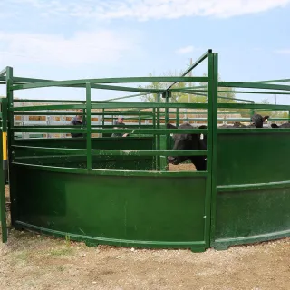Improving Cattle Flow: Key Strategies for Efficient Livestock Management