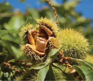 The Chestnut Comeback? EBCI’s GMO Tree Project Reignites Debate