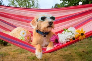 8 Pet Side Hustles To Make Money