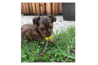 Posie's Recovery from Illness with Nutrition Response Testing