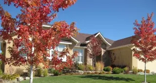
What Are the Top 5 Low-Maintenance Trees for Your El Paso Yard?