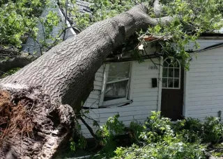 How Can You Detect Hidden Tree Damage After a Storm?