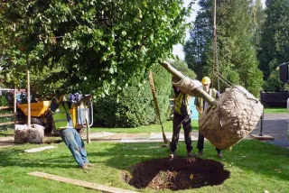 
Is It Time to Replace Your Trees? Understanding Tree Mortality and Replacement