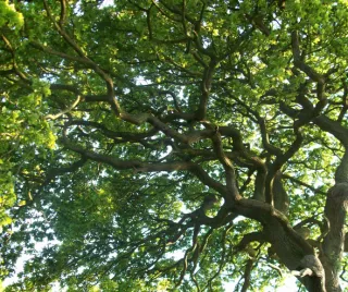 
What Are the Common Misconceptions About Tree Topping and Why Are They Harmful?