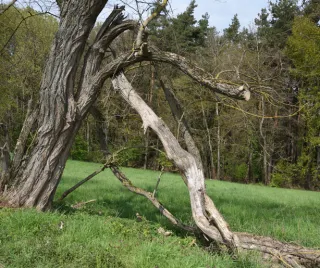 
Why Is Deadwood Removal Important for Enhancing Tree Safety and Health?