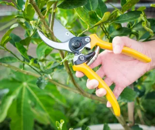 
How Can Proper Pruning Techniques Improve Tree Health and Appearance?