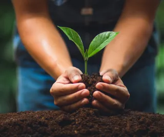 
Tree Planting Tips for Beginners: How Can You Successfully Plant and Care for Trees?
