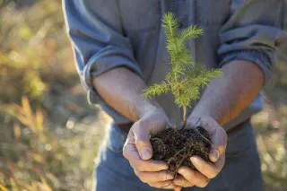 
What Factors Influence the Growth of Trees?