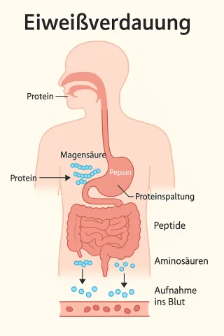 Unverträglichkeit von Protein