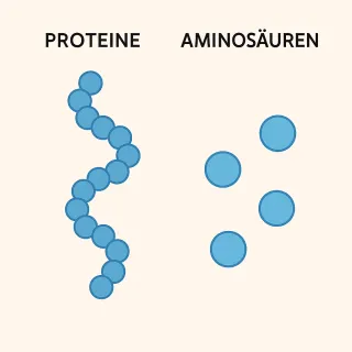 Protein oder Kollagen