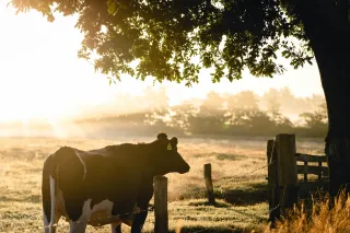 Regeneration Rising — U.S. Agriculture’s Quiet Revolution