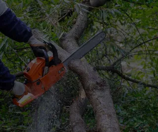 Signs It’s Time to Remove a Tree from Your Property