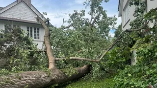 The Best Time to Trim Trees in St. Louis (And Why Timing Matters)