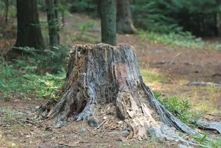 Why Professional Tree Care Matters for St. Louis Homeowners