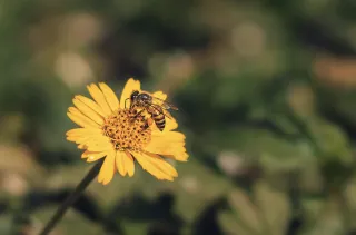 Allergies Got You Bad This Season?