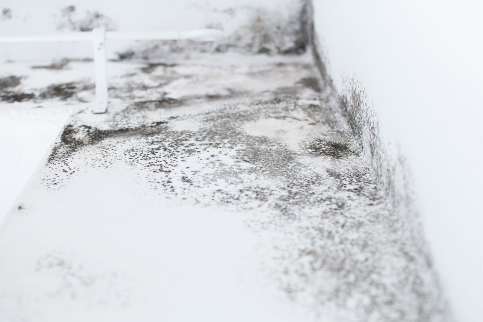 Does Insurance Cover Mold Removal in Kansas or Missouri?