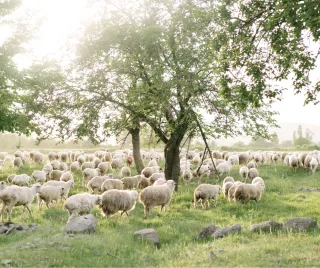 Sheep and Celebrations: A Timeless Tradition Across Cultures