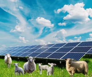 Solar Grazing and Lambscaping: A Win-Win for Solar Farms and Sheep