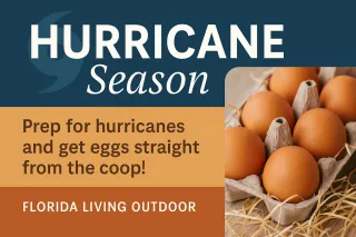 Hurricane Season Isn’t Just About Surviving the Storm — It’s About Thriving Through It 🥚🐓
