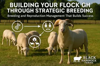 Building Your Flock Through Strategic Breeding