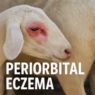 Periorbital Eczema in Sheep: