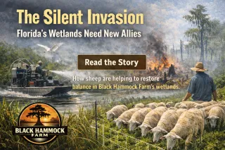 Florida Wetlands & the Silent Invasion