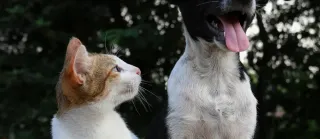 Introducing a puppy to a cat