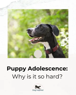 Puppy Adolescence: Why is it so hard?
