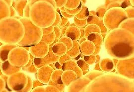 Where Do Fat Cells Go When You Lose Weight
