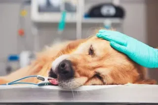 Anestesia em Animais Domésticos Geriátricos: Uma Abordagem Cuidadosa