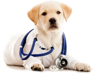 A Importância da Consulta Veterinária e dos Exames de Rotina para a Saúde Animal