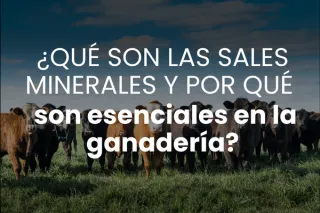 ¿Qué son las sales minerales y por qué son esenciales en la ganadería?