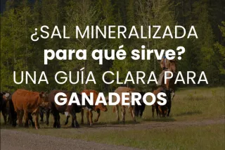 ¿Sal mineralizada para qué sirve? Una guía clara para ganaderos